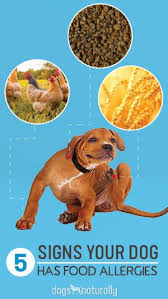 5 Signs Your Dog Has Food Allergies Dog Allergies Dog Food Allergies Signs Of Food Allergies