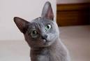 Korat Cat | Embrace Breed Library
