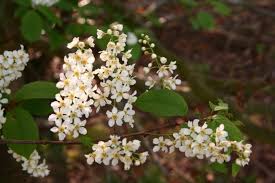 The country life guide to flowering trees. 30 Native British Trees And How To Spot Them