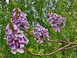Paulownia Kawakamii Commonly Known As The Sapphire Dragon Tree 1 Is A Tree Species In The Paulowniaceae Family Tree Seeds Dragon Tree Flowering Trees