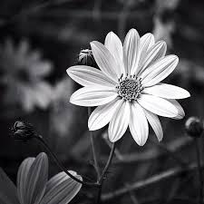 Instagram 788 Black And White Flowers Flowers Photography Color Splash Photography