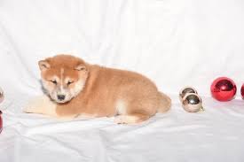 Micky Male Aca Shiba Inu Full Price 550 00 Deposit Shiba Inu Shiba Dog Adoption