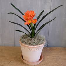 Image result for clivia