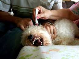 How To Treat Your Dog 39 S Ear Infection With Monistat Pethelpful Dog Ear Infection Remedy Dog Allergies Ear Drops For Dogs