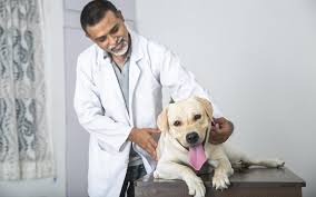 Pet doc vet clinic, pune, maharashtra. Pet Clinics Open In Pune During Curfew Whatshot Pune