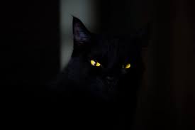 a black cat and the dark human mind national black cat day black cat day cats