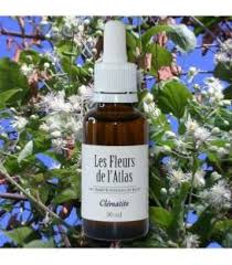Check spelling or type a new query. Elixir Floral Clematite Fleur De Bach Clematis Sans Alcool