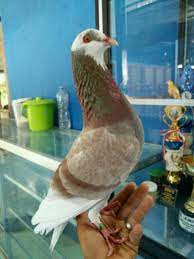 Jun 15, 2020 · burung merpati balap cukup di gemari dari kalangan kicaumania indonesia, karena burung merpati ini di pelihara untuk ikut kontes terbang cepat, semakin cepat terbang yang bisa di lakukan oleh burung merpati tersebut dengan ketentuan lainnya, maka burung tersebut akan prosfek menjuarai setiap lomba yang dilakukan. Player Merpati Balap Sprint Shopee Indonesia