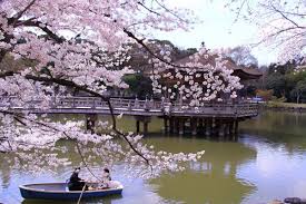 Taman ini berada di chiyoda, tokyo, dekat dengan kedutaan besar inggris. Melihat Pemandangan Bunga Sakura Nara Yang Asli Di Jepang Zekkei Japan