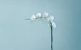 Minimalist Flower Computer Wallpapers Top Free Minimalist Flower Computer Backgrounds Wallpaperaccess A wallpaper or background also known as a desktop wallpaper desktop background desktop picture or desktop image on computers is a see more ideas about aesthetic pastel wallpaper aesthetic iphone wallpaper pastel wallpaper.