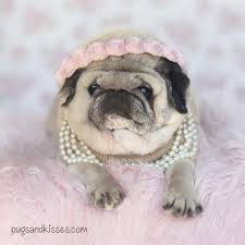 It was a year ago today we had to say goodbye to this beautiful, precious  soul. 💔😢 Marley Isabella was such a special blessing in our lives.  Everytime she looked at us