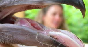 Antediluvian Salad: 2015-08-09