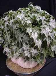 Image result for Gerrardanthus lobatus