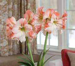 Pin On Amaryllis