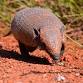 Armadillo Encounter event image