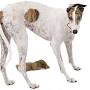 Profile Picture of blossom Female White/Brindle - greyhound adoption (@ngap.org) on Google