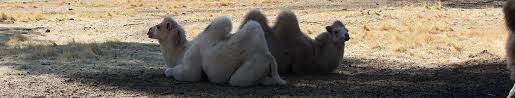 Search for abbreviation meaning, word to abbreviate, or category. What Does It Mean For A Camel To Kush Fear No More Zoo