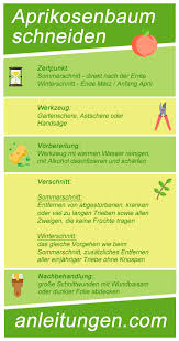 Aprikosenbaum Schneiden Wie Du Einen Aprikosenbaum Verschneiden Musst Um Im Nachsten Jahr Mehr Zu Ernten Wird Dir In Dieser Infogra Zierkirsche Zierkirsche Schneiden Und Baum Schneiden