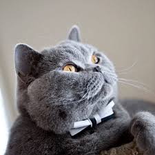 I Am Ready For My First Date With Beautiful Flausch The Cat Do You Think Her Mama Will Approve My Bowtie Is G British Shorthair Cats British Shorthair Cats