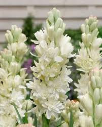 Image result for Polianthes tuberosa