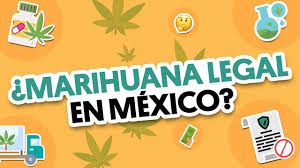 México está atravesando actualmente un proceso de legalización y te explicamos en este artículo tanto cómo va el curso de este proyecto. Legalizacion De La Marihuana Recreativa En Mexico Quealguienmeexplique Youtube