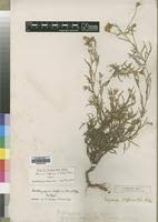 Image result for Hirpicium