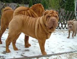 There are scabs, and she is starting to loose it on her tail also. Shar Pei Info Temperament Puppies Pictures