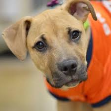 Potential adopters can request specific dogs be brought to an upcoming adoption event by completing the adoption questionnaire and emailing it to the adoption counselor listed in the dogs bio. Dog Adoption Events Denver The W Guide