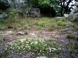 Image result for Glenniea africana