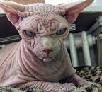 Top 10 Ugliest Cat Breeds - Factspedia
