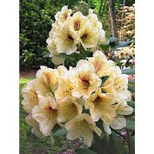 Spring Hill Nurseries 2 50 Qt Pot Holden S Solar Flaire Rhododendron Live Broadleaf Evergreen Plant Yellow Flowers 1 Pack 73223 The Home Depot Yellow Flowering Shrub Broadleaf Evergreen Spring Hill Nursery