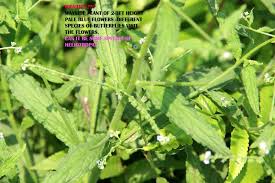 Image result for Cynoglossum lanceolatum