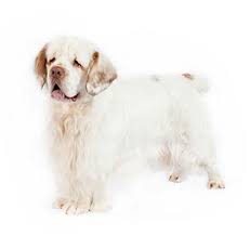 Ukpets found the following clumber spaniel for sale in the uk. Clumber Spaniel Dog Breed Information Purina