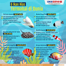 Ikan paling mahal di dunia. Okezone Infografis 6 Ikan Hias Termahal Di Dunia