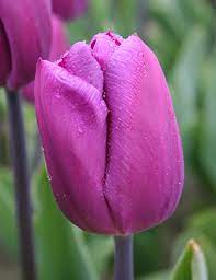 Blue Beauty Triumph Tulip Tulip Bulbs Bulb Flowers Tulips