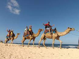 Bali camel safari is one of the most famous bali adventure tours offer a journey into a traditional historic seaweed farming village with professional camel handlers who will guide you through nusa dua beach. Camel Ride Picture Of Hilton Bali Resort Nusa Dua Tripadvisor