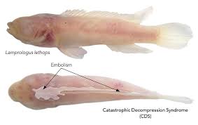 This long river system has a unique anatomy that divides it into three distinct regions: Fishes In The Lower Congo River An Extreme Case Of Species Divergence And Convergent Evolution Research Outreach