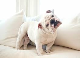 Bulldog Kopek Ozellikleri Ve Karakteri Petza