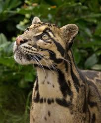 Magical Nature Tour Panthere Nebuleuse Animaux Felin 0,60 à 1,10 m (et 0,60 à 0,90 m pour la queue)poids : pinterest