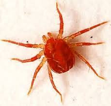 Image result for red mite