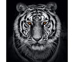 Witte tijgers zijn nu verdwenen uit het wild. Schilderij Tijger In Zwart En Wit Met Oranje Ogen Premium Print 3 Karo Art Vof
