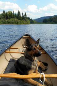 These pups will mature into beautiful silver colors that will look more and more like a wolf in. Livin The Dream Canoeing In Maine With A German Shepherd Shepherd Dog Loyal Dog Breeds German Shepherd Dogs