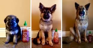Owner Documents Their Dogs Growth By Using A Bottle Of
