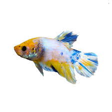 Top dweller minimum tank size: Yellow Halfmoon Male Betta Fish Fish Goldfish Betta More Petsmart