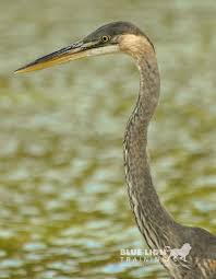 Bird And Birdsong Identification Course Animals Wild Animals Friends Animals