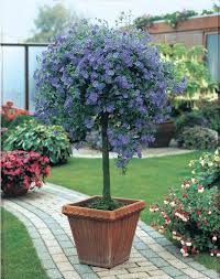 Epingle Par Jamie Su Sur Arboles Y Arbustos Jardinage Jardinerie Arbres Pour Petit Jardin