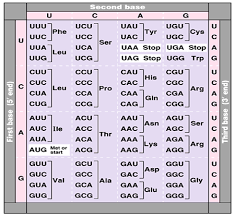 genetic code chart printable amino acid codon chart related