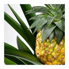 Frische Einrichtungsideen Und Erschwingliche Mobel Pflanzen Ananas Pflanzen Ananas
