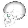 The skull contains 28 the eight paired bones of the face lend themselves to similar gamesmanship, again from napa valley multiple bones of the skull are among the many bones in the body that fuse after birth, lowering the. Https Encrypted Tbn0 Gstatic Com Images Q Tbn And9gctk9ud2yaxcct J351raj1zrxbbmgnic6o8yrn1s4a Usqp Cau