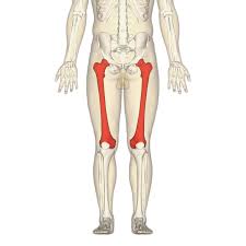 Most muscles are attached to bones by connecting tendons. Femur Wikipedia